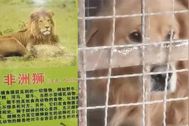 坑钱！四川凉山一动物园用金毛充当非洲狮，网友：非洲金毛狮王