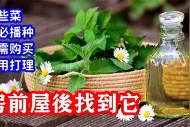 房前屋后野菜排行榜：小院中这9种菜不用种子无需打理视频封面