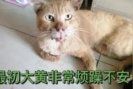 流浪猫被收养前后的对比