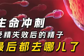 男人一次能产4亿颗精子，却只能存活一个，其他失败的精子去哪了视频封面