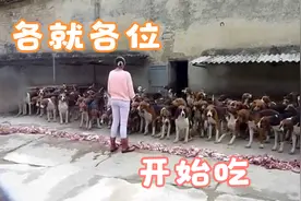 狗狗吃肉大赛，所有狗狗都很乖，主人不喊开始没有一个先吃视频封面