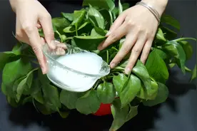 原来绿萝喜欢喝这3种水，隔几天浇一次，蹭蹭疯长爆满盆视频封面
