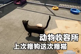 【Animal Shelter】上次救了狗狗这次来救猫猫但是为什么BUG了视频封面