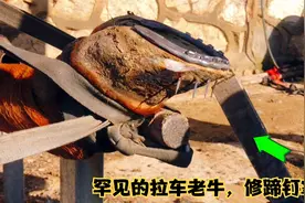 北方偏远农村，民间手艺人给拉车黄牛修蹄钉掌，老手艺很少见视频封面