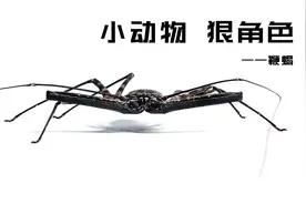 鞭蝎：动物界的变形金刚，拥有和挖土机一样的变形能力视频封面