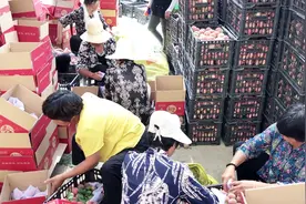河南南阳的血桃熟了，为啥今年的桃价比去年高？听听大叔咋说视频封面