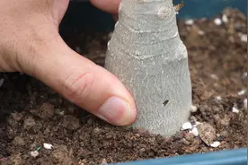 沙漠玫瑰肚子发软，教你一招，越养茎杆越壮视频封面