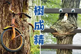喜欢“吃东西”的树！别说自行车炸弹了，连猎犬都能吃掉！视频封面