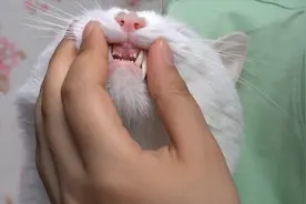 大猫咪掉牙了 门牙缺一块 漏风