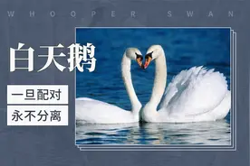 白天鹅——一旦配对，永不分离视频封面