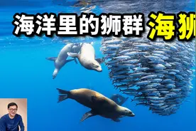 跟鲨鱼、海豚合作，从沙丁鱼吃到金枪鱼！海洋里的狮群——海狮