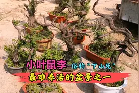 潍坊盆景大集，各种黄荆迎春五花八门，小叶鼠李满满一车价格意外视频封面