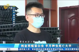 男子创业养殖蛋白虫，8万只养了半月竟死了6万只，公司：正常现象视频封面