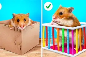 DIY小玩具，用彩虹泡泡板给小仓鼠制作一个小房子，居然刚刚好