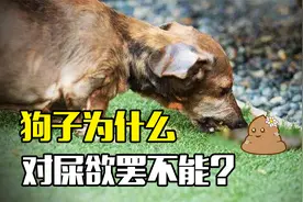 狗为什么吃屎，是有异食癖还是自己喜欢？狗狗吃粑粑的真相