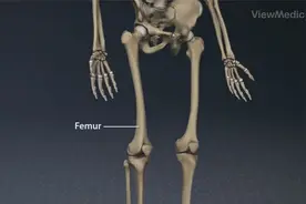 #超酷医学视频# 膝关节的解剖~视频封面