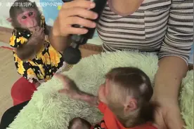把小猴子当宠物养，给两只猴子用按摩器按摩，萌宠小猴子乖巧享受视频封面