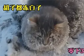 流浪猫脚丫被冻在雪地里，拔不出来，好心人用4桶热水救下它