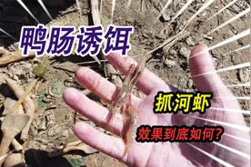 这种麻辣鸭肠做诱饵抓河虾，效果到底如何？收网之后感觉没有想到视频封面