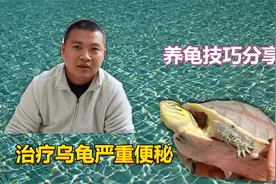 乌龟便秘了，拉不出来BB，应该怎么处理呢？