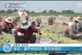 宿迁：总产量220吨-230吨！个头大，颜色鲜亮，大蒜亩产4000斤！视频封面