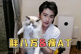 胖八万和瘦阿泰的对比！这猫越长越肥怎么回事？