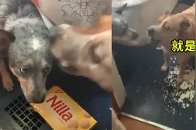 笑翻！狗子偷吃被同伴告状，领着主人去犯罪现场：你看！他干的！视频封面