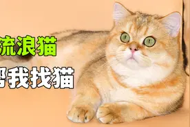 我家猫丢了，最后竟然是流浪猫帮我找回来的，你敢信视频封面