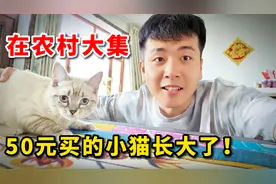 在农村赶大集，花50元买的串种布偶猫，养了3个月长成啥样了？视频封面