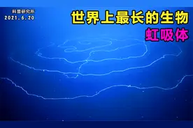 世界上最长的生物,你见过它吗？视频封面