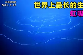 世界上最长的生物,你见过它吗？视频封面
