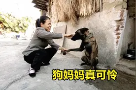 堂弟家的马犬第一次做妈妈，两只狗宝宝也没养活，狗狗真可怜视频封面