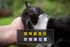 猫咪最喜欢按摩的部位，越摸它会越开心！