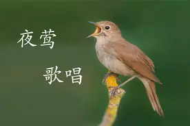 实拍夜莺鸟叫声，声音婉转悦耳，太好听了！