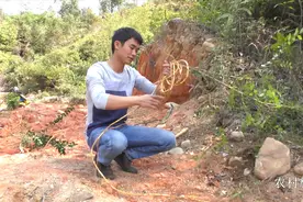 深山老人屎又叫“穿破石”，它的价值很珍贵，你懂怎么用吗？视频封面