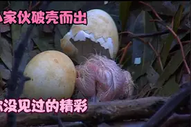 小猛禽出壳了，小小的样子你见过吗？视频封面