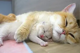 刚出生一周的奶猫被猫妈搂在怀里睡，网友：你是有多不放心