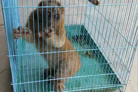 云南一边境派出所救助路边蜷缩蜂猴，属国家一级野生保护动物视频封面