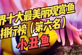 世界十大最美丽观赏鱼排行榜（第六名）：小丑鱼~