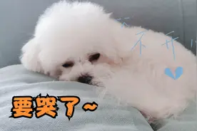 狗狗有多怕被抛弃？极力讨好也得不到回应，难过的眼泪要留出来了视频封面