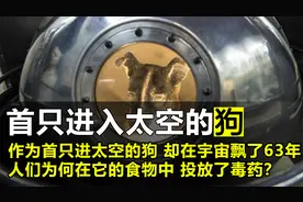 第一只进入太空的狗，在宇宙飘了63年，人类却为何要毒死它？视频封面