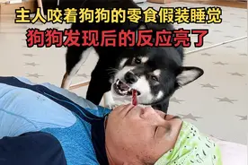 主人咬着狗狗爱吃的零食假装睡觉，三只狗狗发现后的反应亮了视频封面