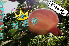 五大名贵石榴品种之一“玉石籽”名列首位，这排名名副其实！视频封面