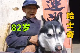 82岁老人养哈士奇，这画风，跟我想的不太一样视频封面