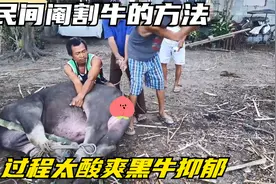 民间阉割黑牛方法，这个过程太酸爽，太黑牛都抑郁了视频封面