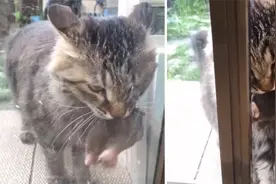 热心外卖！日本一猫咪抓到一只鼹鼠送给主人视频封面