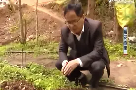 林下种植菌种效益好，种植户又种了新品种大球盖菇，效果如何呢？视频封面
