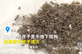 密集恐惧者慎入！北京一居民家中蚊子成灾 无奈只能租房住视频封面