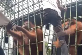 印尼男子越过围栏拍视频嘲弄猩猩 不料被猩猩抱住大腿难以挣脱