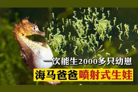 海马为何是由雄性生育后代？来见识一下海马爸爸的“喷射式”生娃视频封面